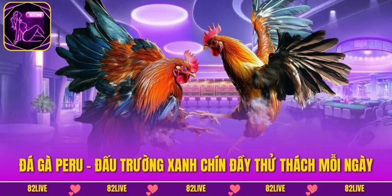 Đá Gà Peru - Đấu Trường Xanh Chín Đầy Thử Thách Mỗi Ngày