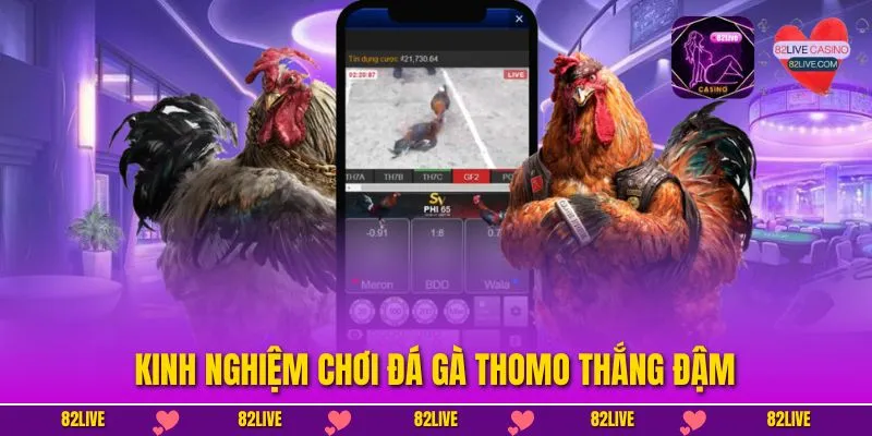 Đá Gà Thomo - Cá Cược Kịch Tính Cùng Tỷ Lệ Thưởng Cao