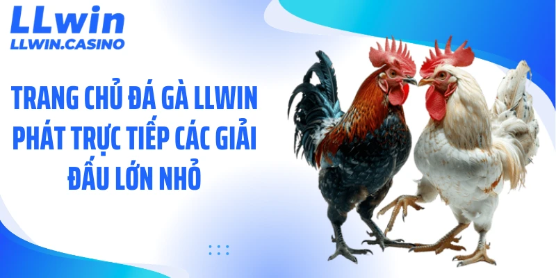 Đá Gà LLWIN: 3 Trường Đấu Trực Tiếp Kịch Tính Mỗi Ngày